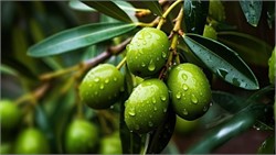 Researchers Identify Olive Genes Associated with Fruit Weight